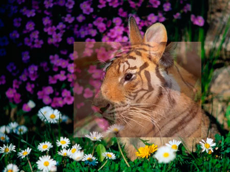 http://www.photoshop-master.ru/lessons/2007/270907/hair_tiger/1.jpg