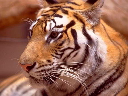 http://www.photoshop-master.ru/lessons/2007/270907/hair_tiger/tiger.jpg