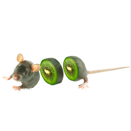 Уроки фотошопа: Создай киви-мышь в Фотошоп