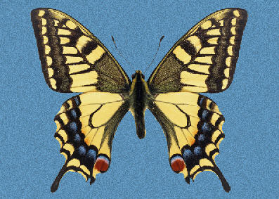 http://www.photoshop-master.ru/lessons/2007/230707/butterfly/6.jpg